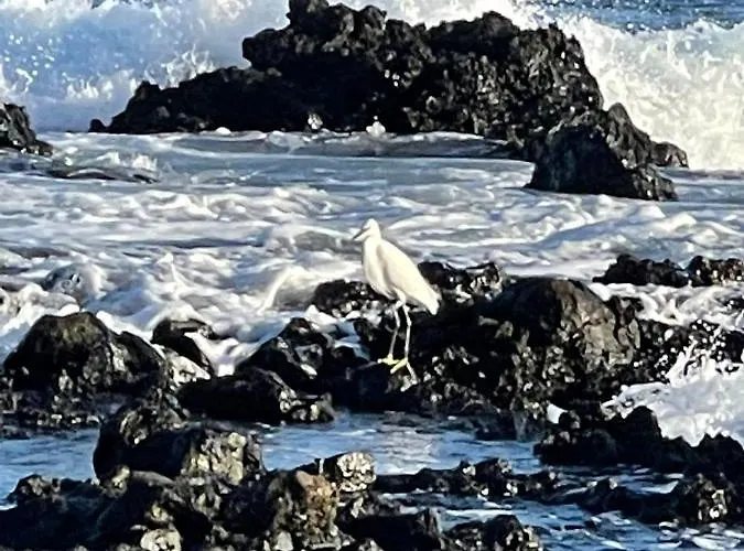 Brisas Complex, 104 度假居 *