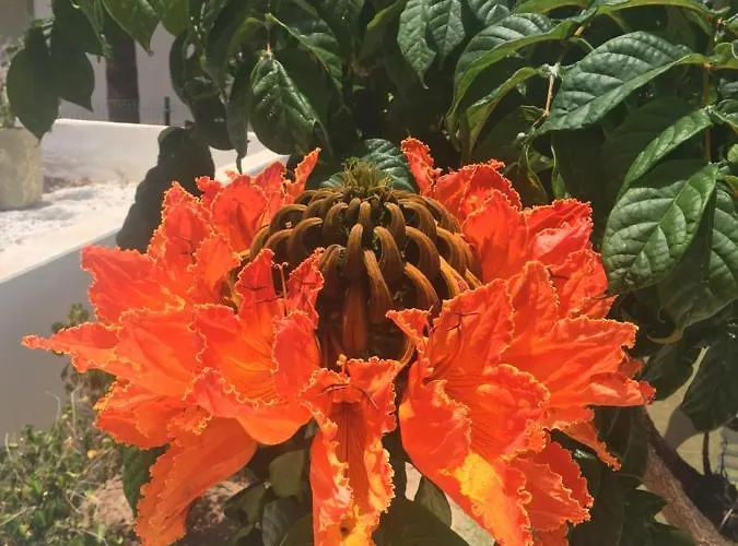 度假居 Brisas Complex, 104 普拉亚布兰卡