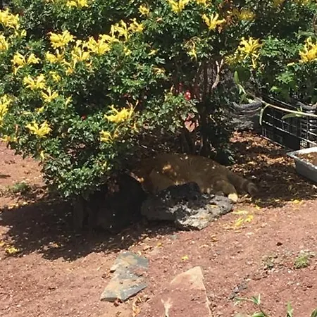 Brisas Complex, 104 Feriehus Playa Blanca (Lanzarote)