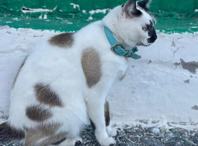 Holiday home Brisas Complex, 104 Playa Blanca (Lanzarote)