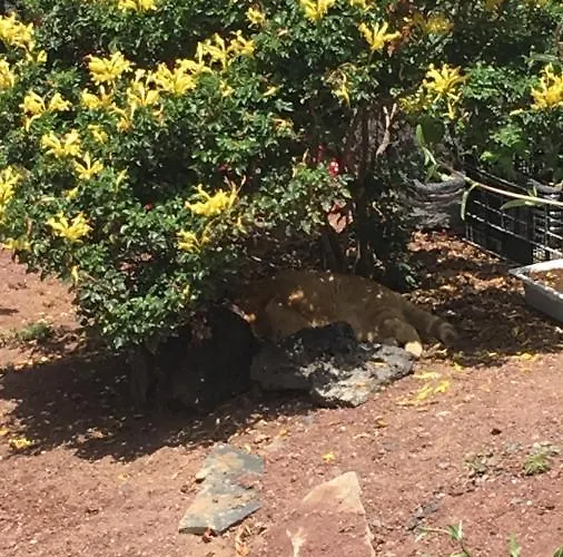 Brisas Complex, 104 Ferienhaus Playa Blanca (Lanzarote)